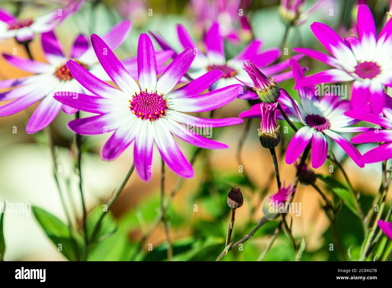 Senetti magenta fiori bicolori Foto Stock