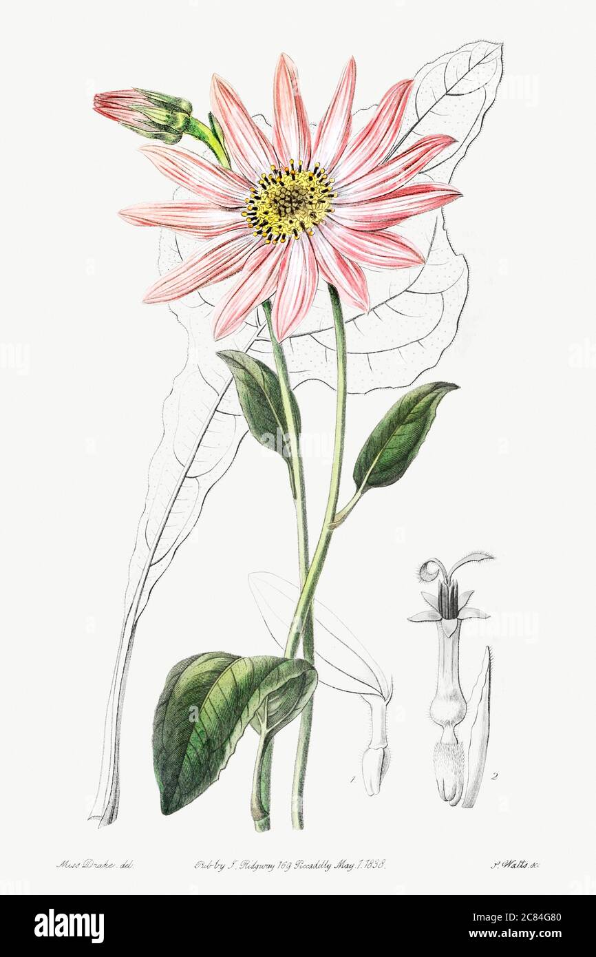 L'echinacea del sig. Dickson dal registro botanico di Edwardss (18291847) da Sydenham Edwards, John Lindley e James R.jpg - 2C84G80 Foto Stock