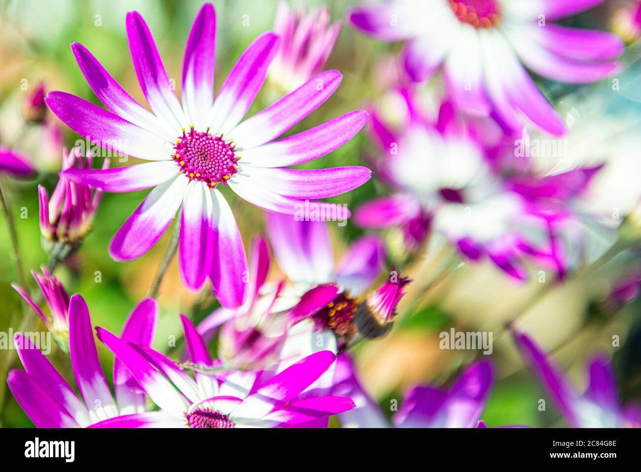 Senetti magenta fiori bicolori Foto Stock