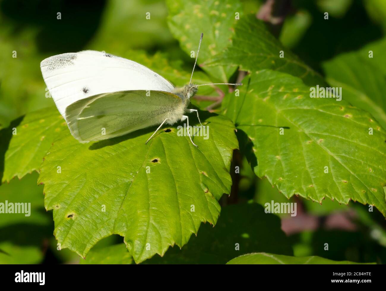 Una piccola farfalla bianca (Pieris rapae), Warwickshire Foto Stock