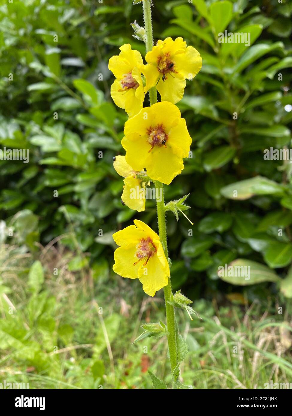 MOTH MULLEIN Verbasculum blattaria nel suo primo anno di crescita. Foto: Tony Gale Foto Stock