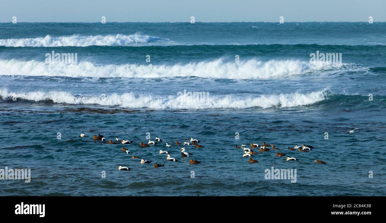 COMUNE EIDER (Somateria mollissima), Costa di Reykjanes, Islanda, Europa Foto Stock