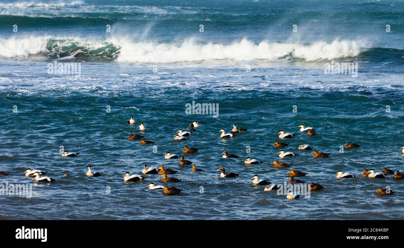 Comune Eider (Somateria mollissima), Costa di Reykjanes, Islanda, Europa Foto Stock