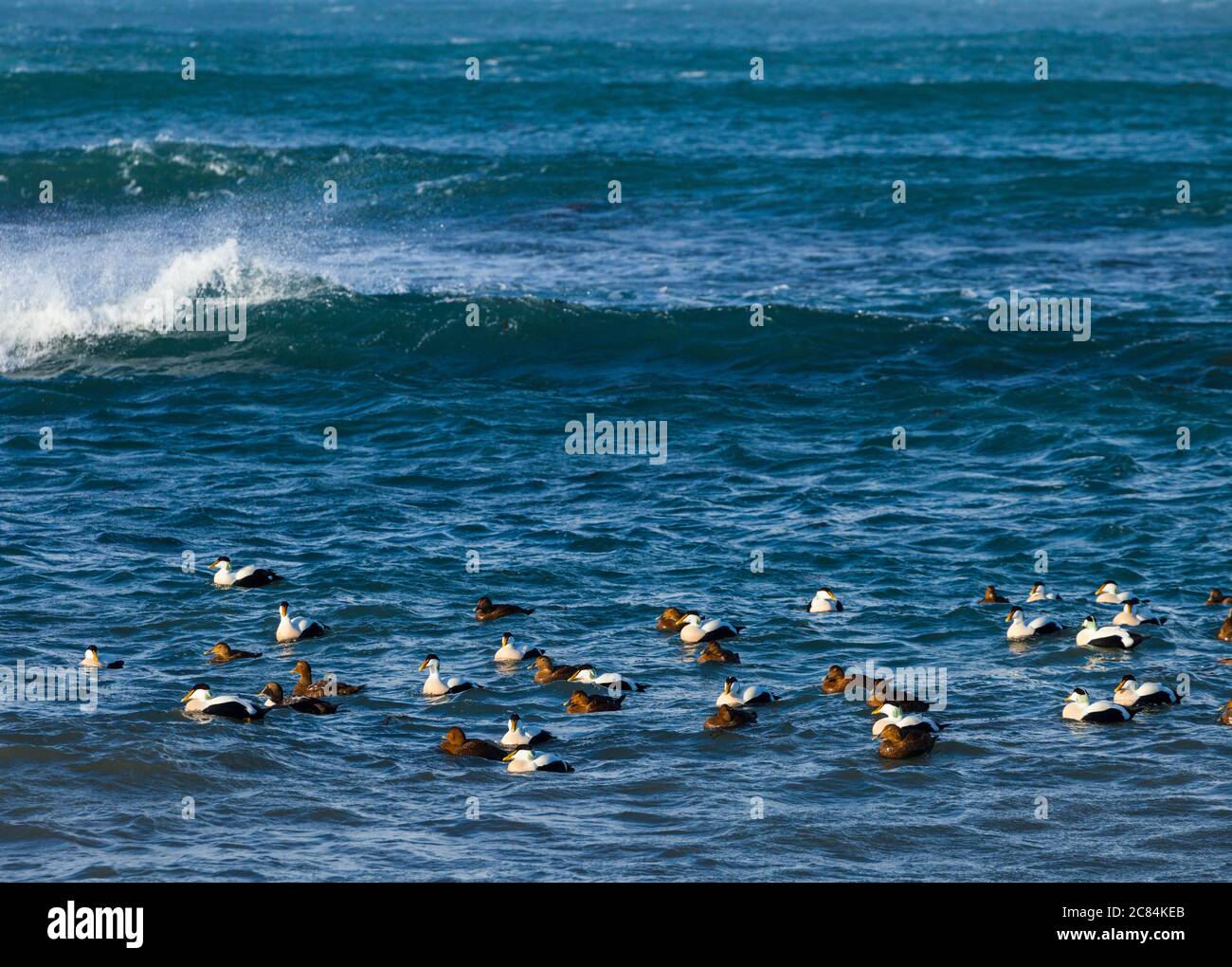 Comune Eider (Somateria mollissima), Costa di Reykjanes, Islanda, Europa Foto Stock