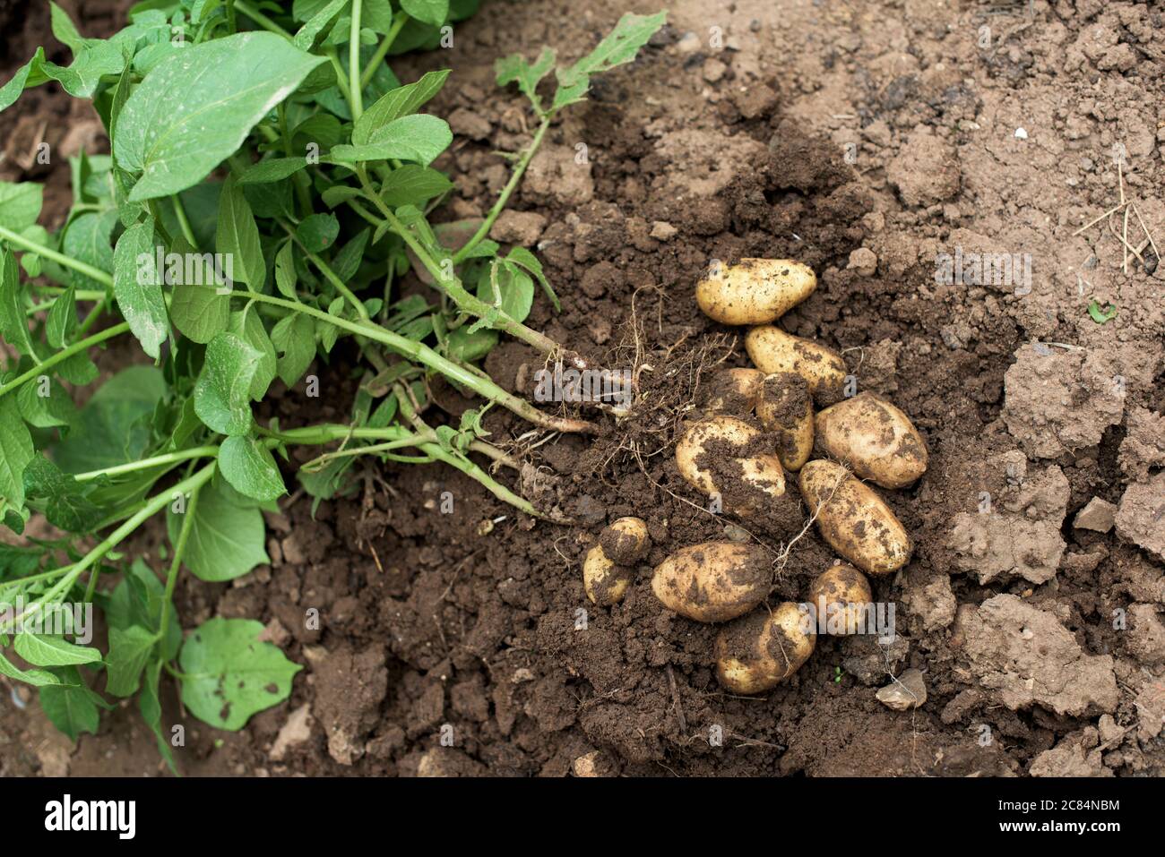 Pianta di patata giovane fuori del suolo con patate crude e foglie fresche Foto Stock