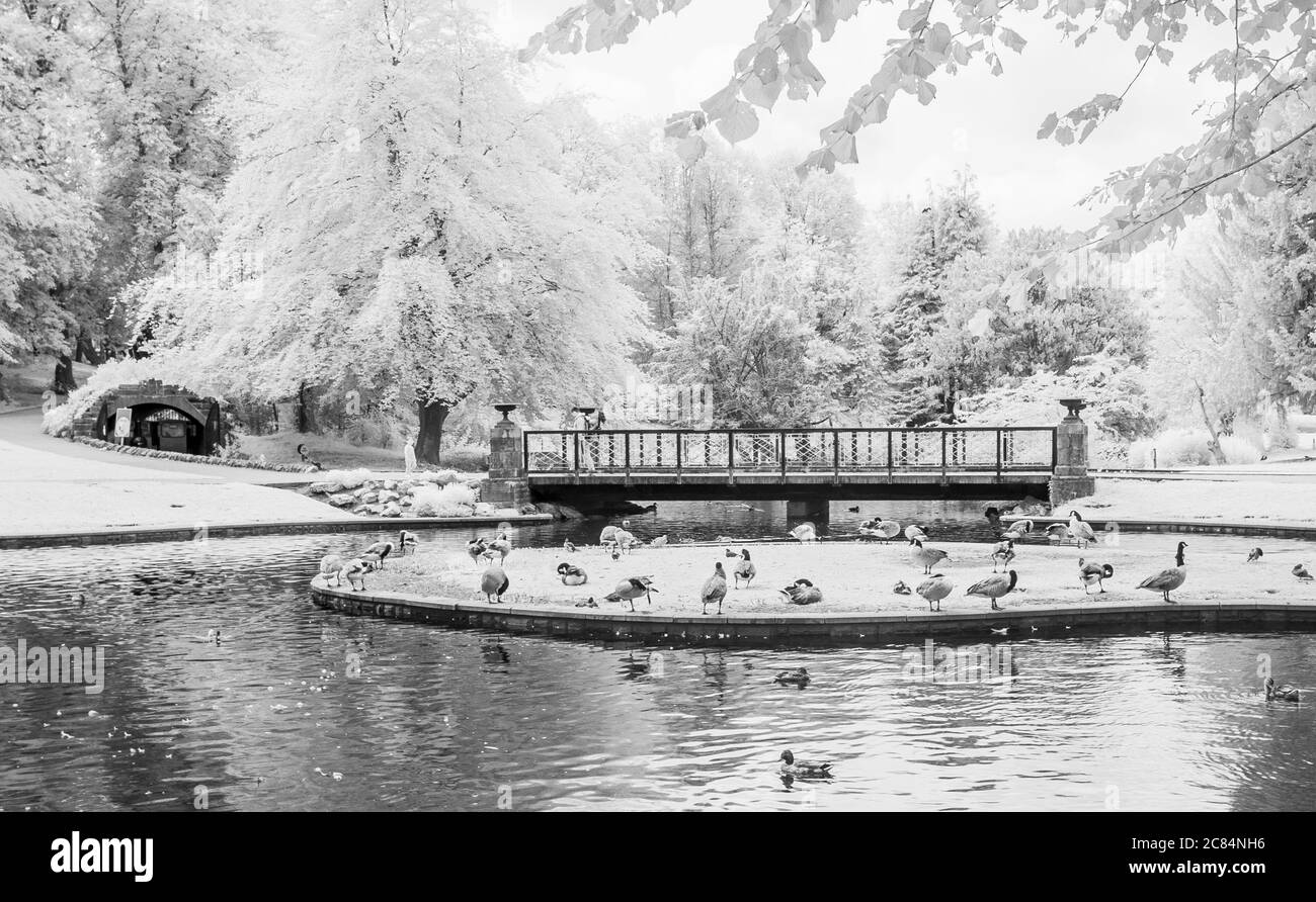 Immagine a infrarossi di piccolo lago con anatre e passerella che attraversa i Pavilion Gardens, Buxton nel quartiere English Peak Foto Stock