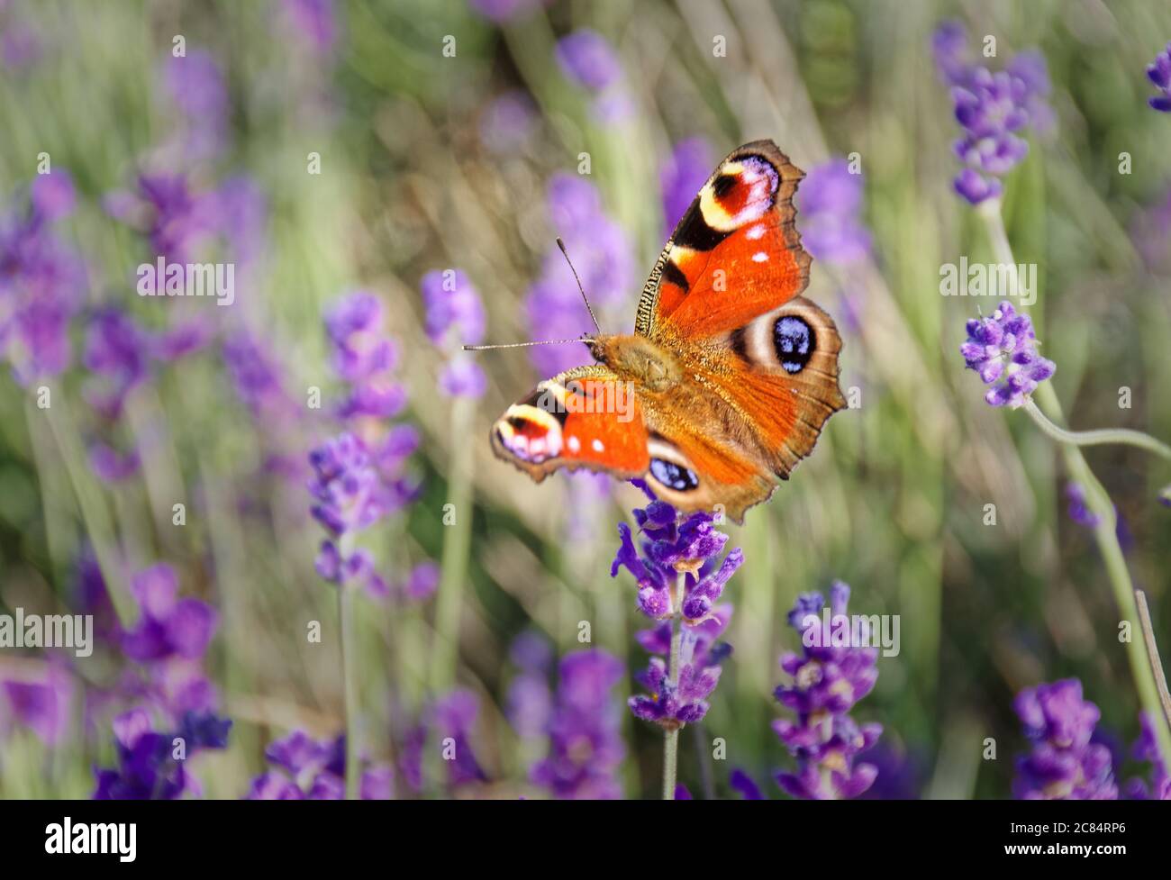 Peacock Butterfly atterra sulla lavanda Foto Stock