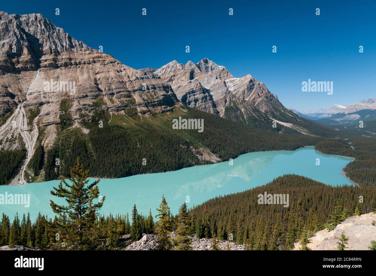 Lago Peyto, Alberta, Canada. Foto Stock