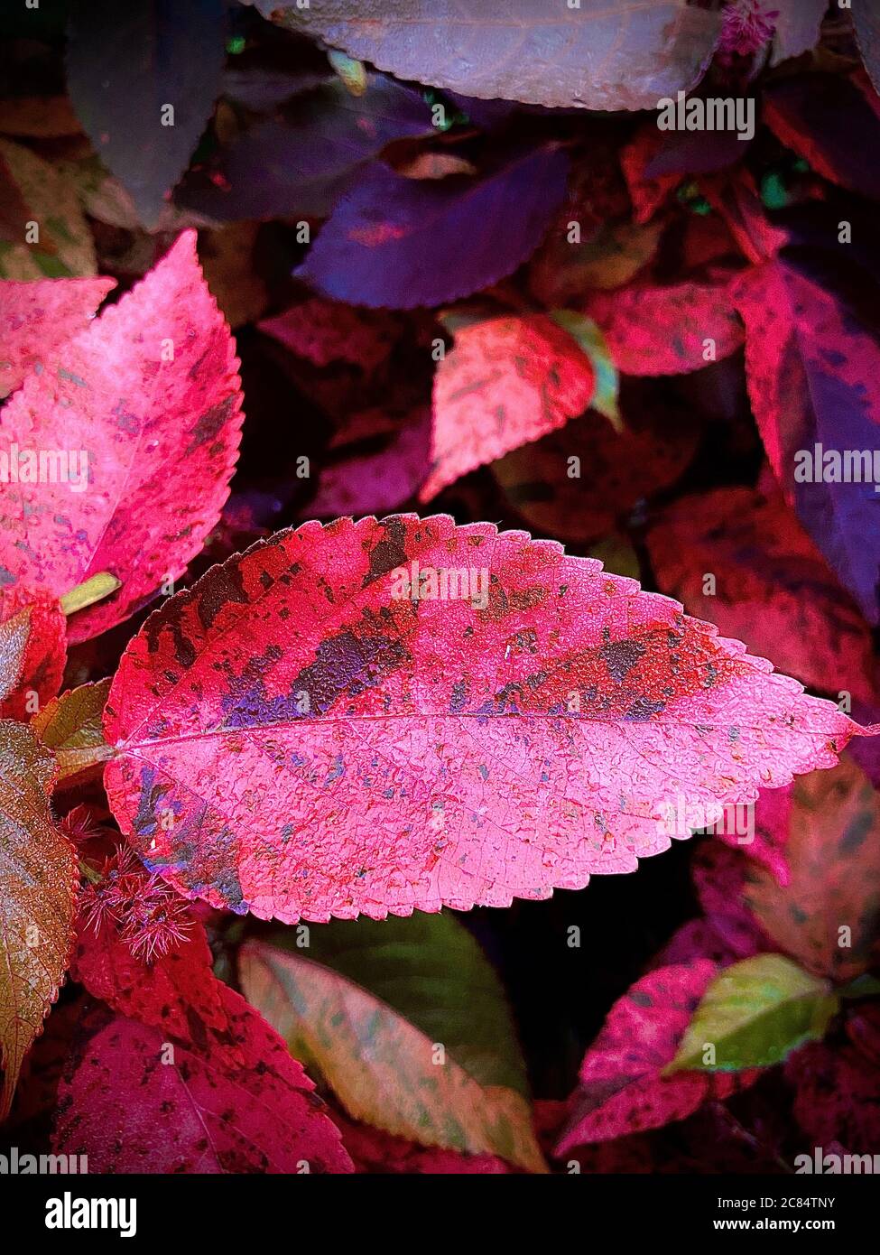 Le foglie di colore rosa sono così belle in giardino campo all'aperto e quando la luce del sole sulle foglie così luminosità guardando su di loro. Foto Stock