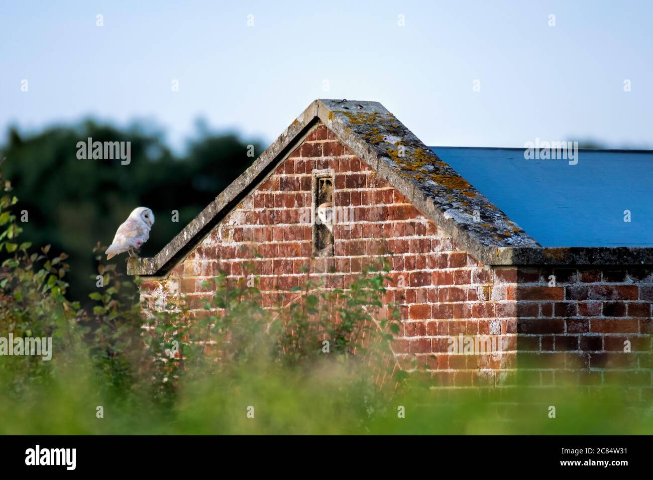 Gufo di fienile adulto che allettante giovane owlet fuori dalla scatola in Norfolk Foto Stock