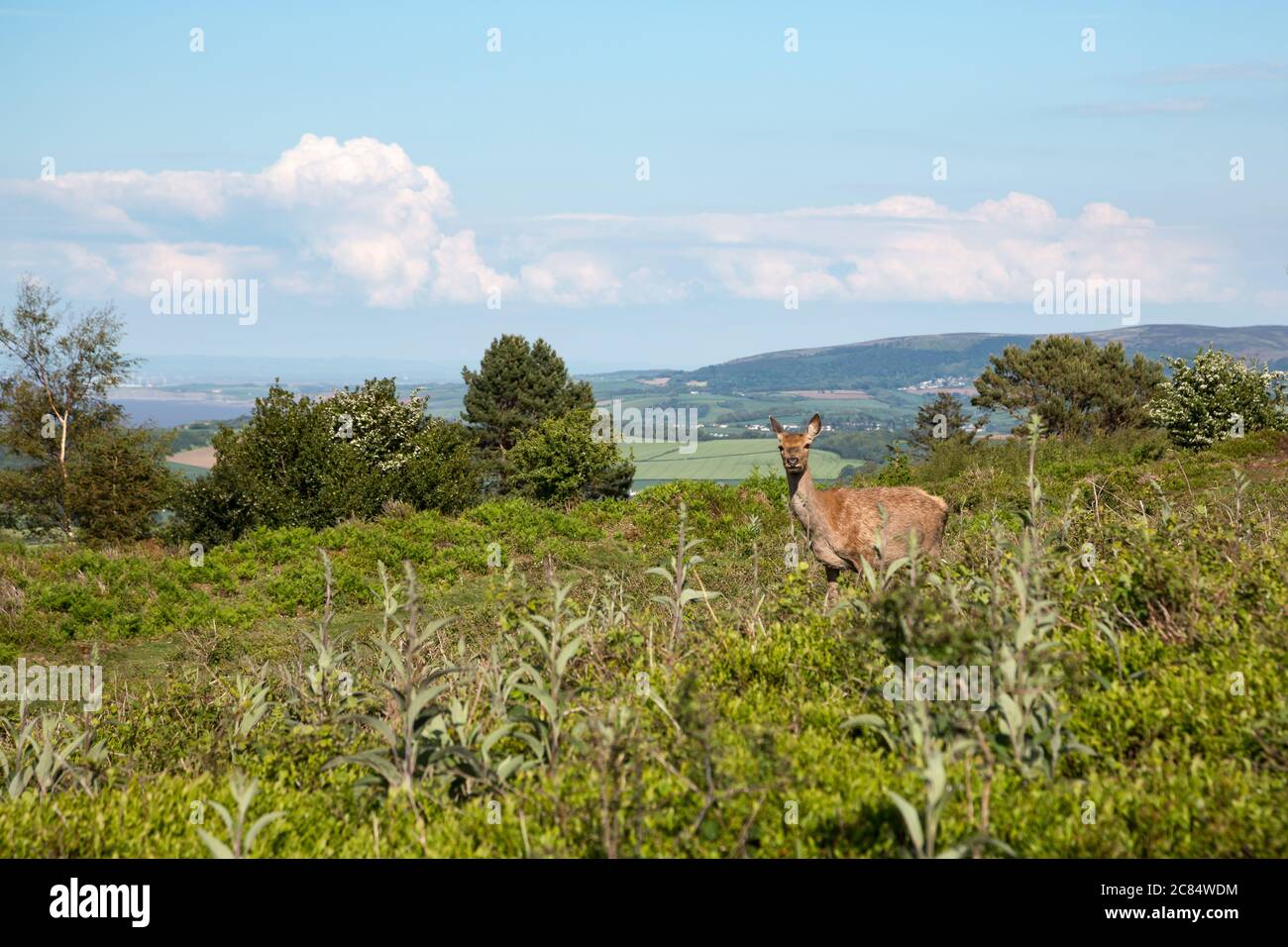 Femmina cervo rosso femmina doe in brughiera paesaggio sopra Dunster, Somerset UK Foto Stock