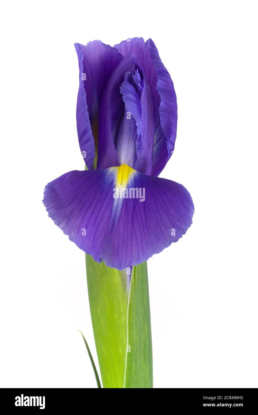 BLUMEN Iris Germanica Bianco – Pianta Da Giardino E Vaso, Fiore Elegante E Resistente