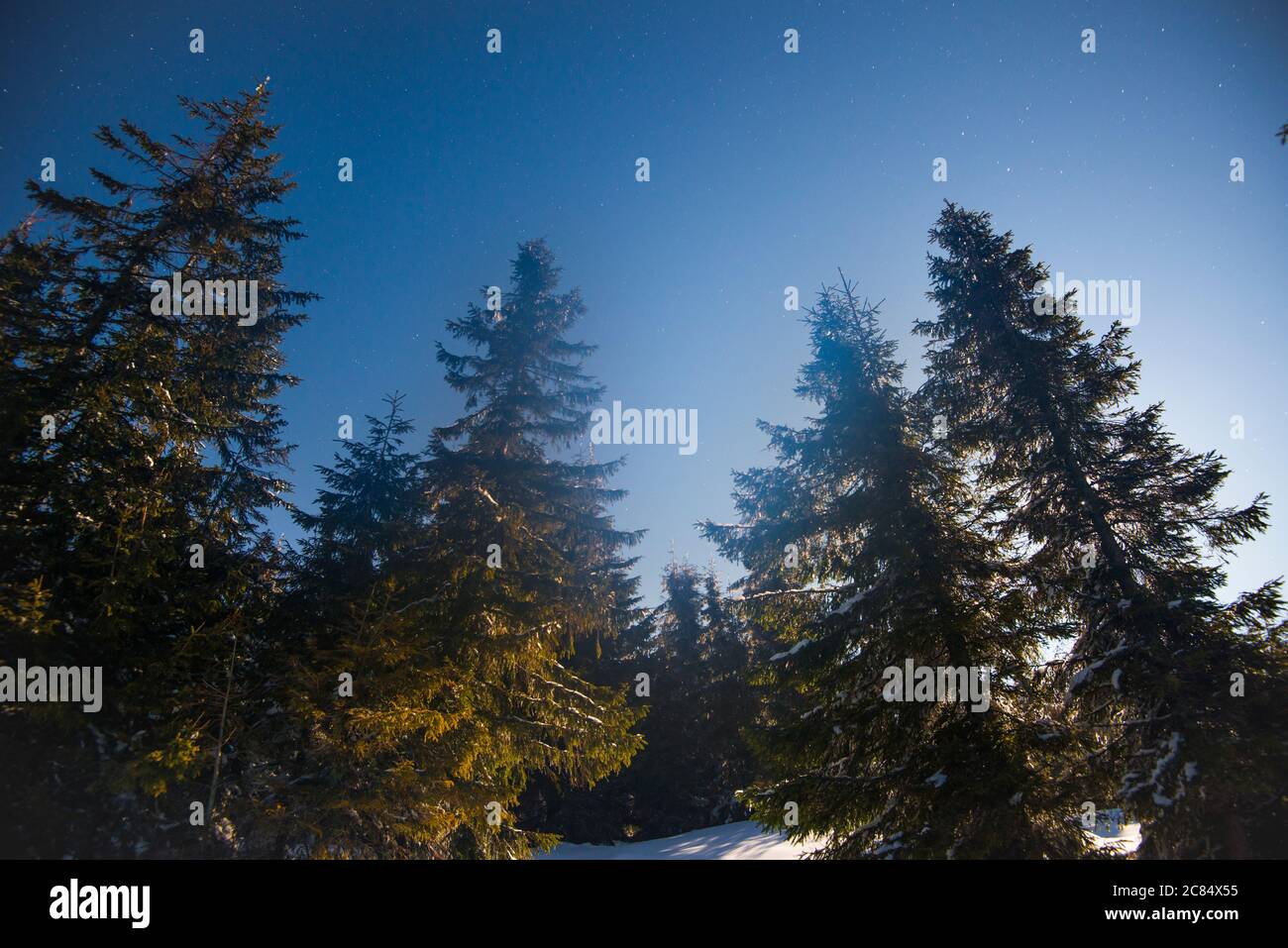 Bellissimo paesaggio con maestosi abeti alti che crescono tra ciuffi bianchi di neve contro il cielo blu in una soleggiata giornata invernale gelida. Concetto di trekking Foto Stock