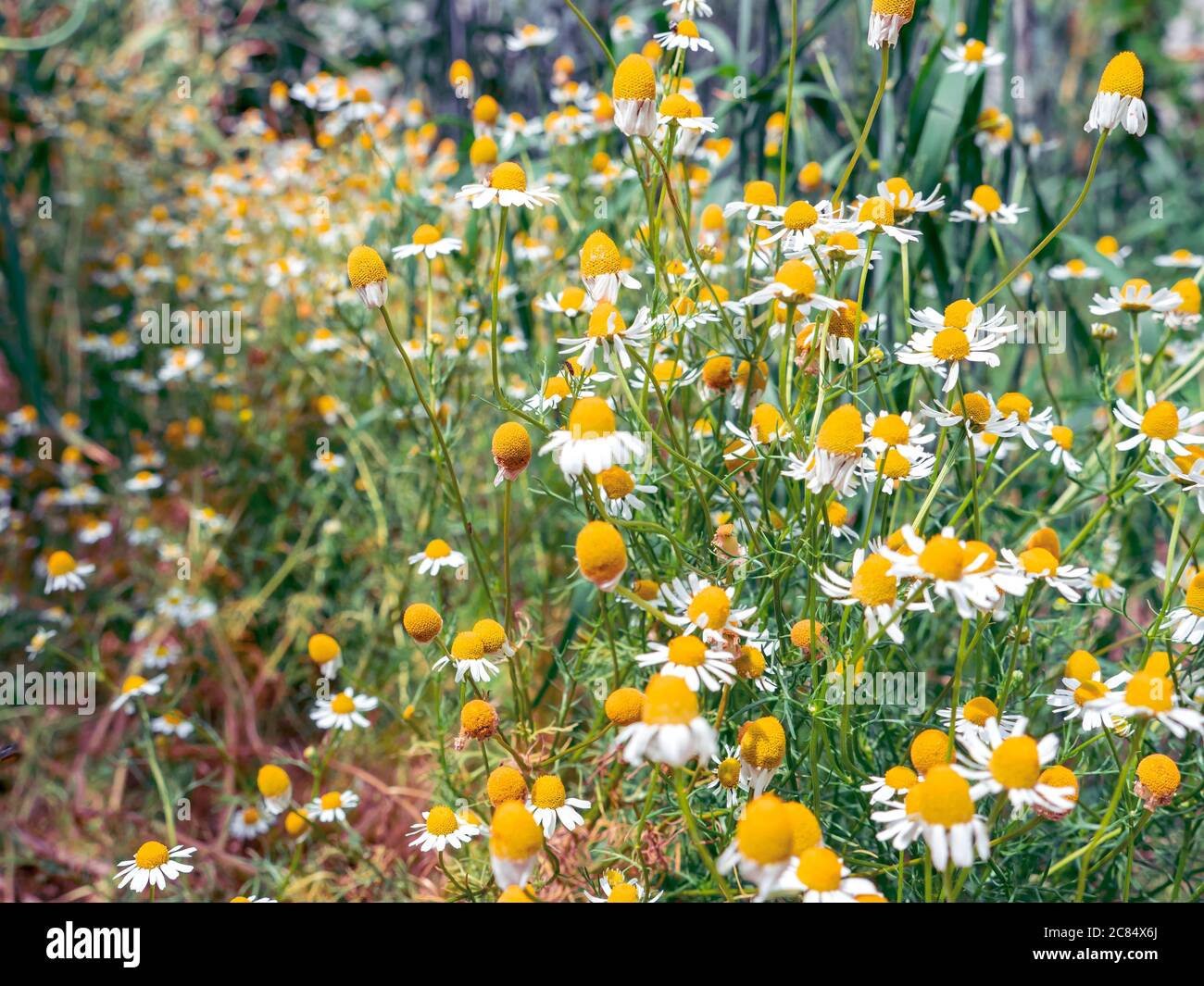 Cespugli lussureggianti con camomili carini selvatici che fioriscono in campagna in una giornata estiva. Foto Stock