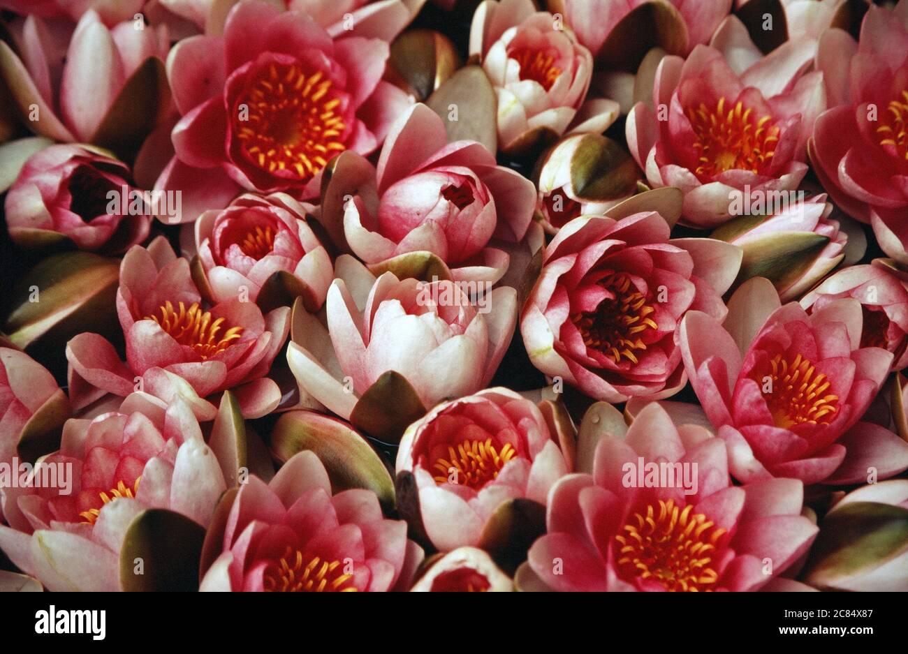 giglio d'acqua primo piano in studio Foto Stock