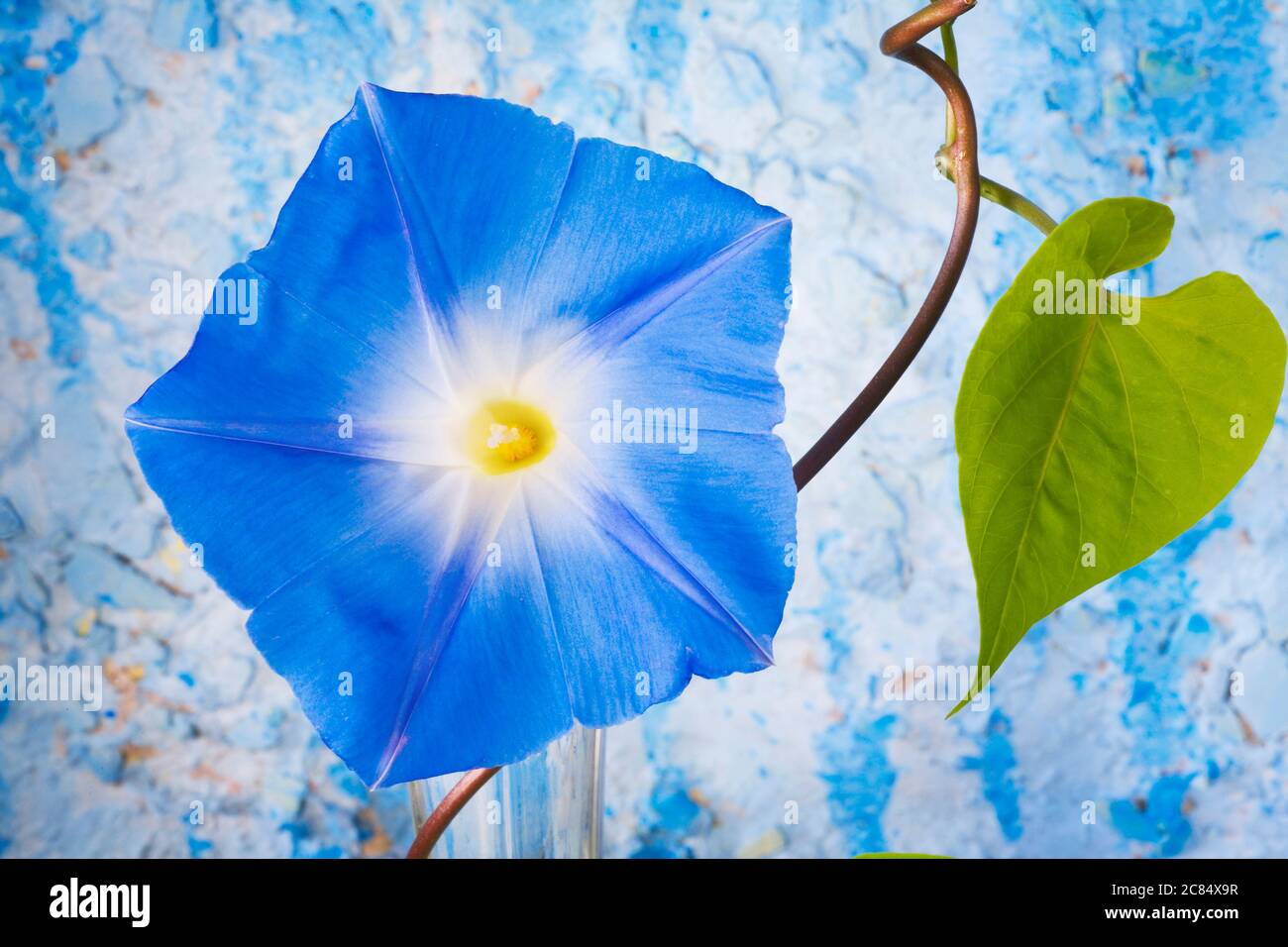 fiore glory decorativo mattina su sfondo blu grunge, primo piano Foto Stock