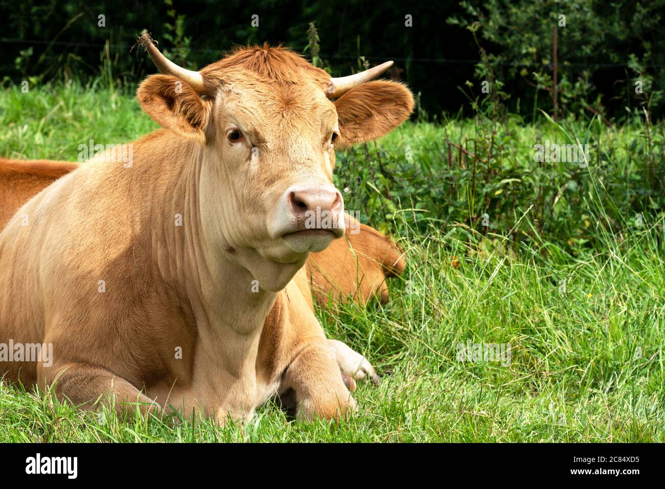 Giovane mucca marrone chiaro giace rilassato nell'erba. Una bella scena. Foto Stock