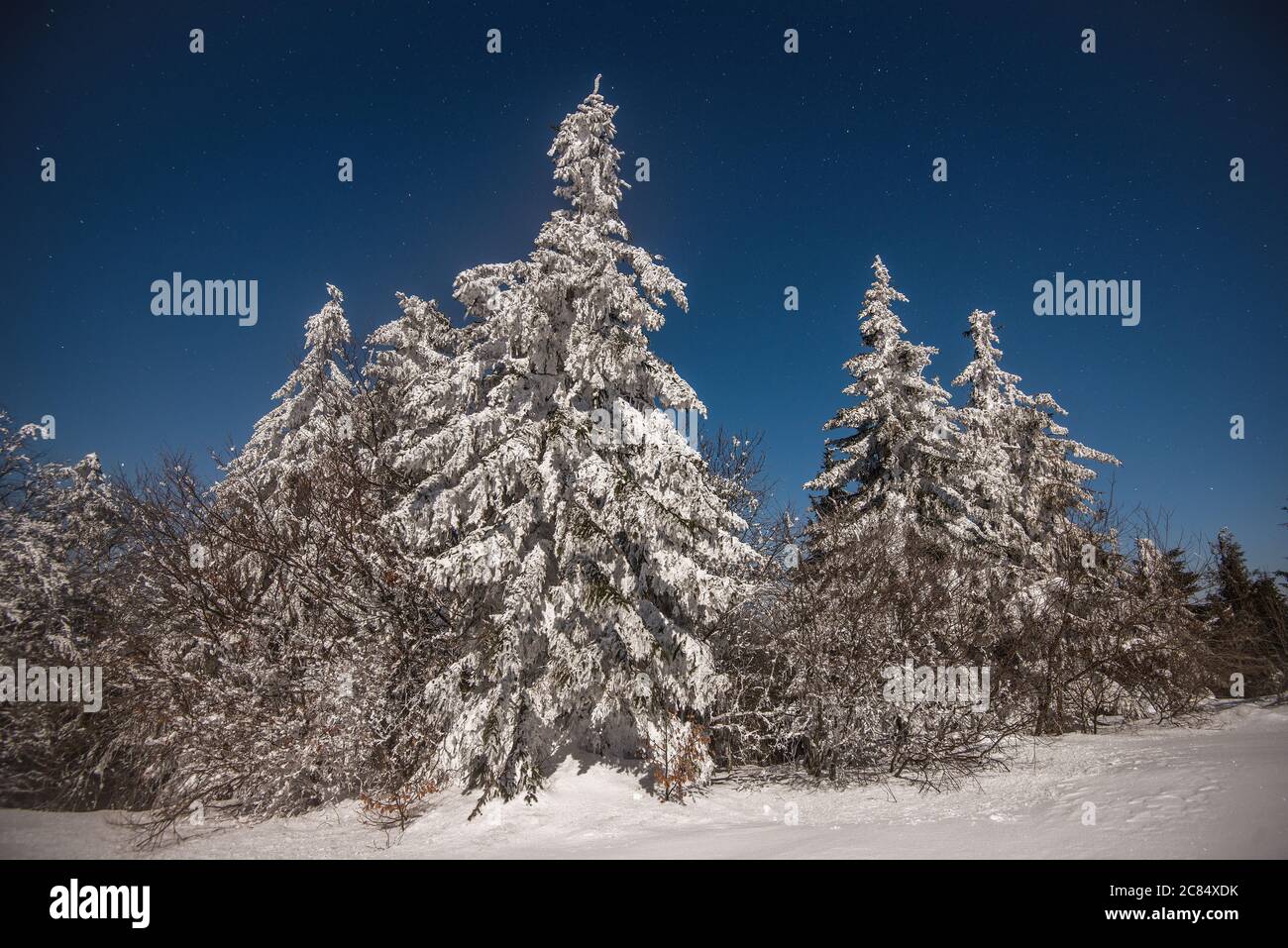 Bellissimo paesaggio con maestosi abeti alti che crescono tra ciuffi bianchi di neve contro il cielo blu in una soleggiata giornata invernale gelida. Concetto di trekking Foto Stock