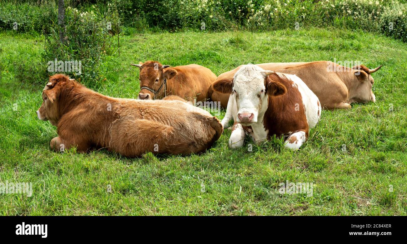 Giovani mucche brune sono distese in erba. Una bella scena. Foto Stock