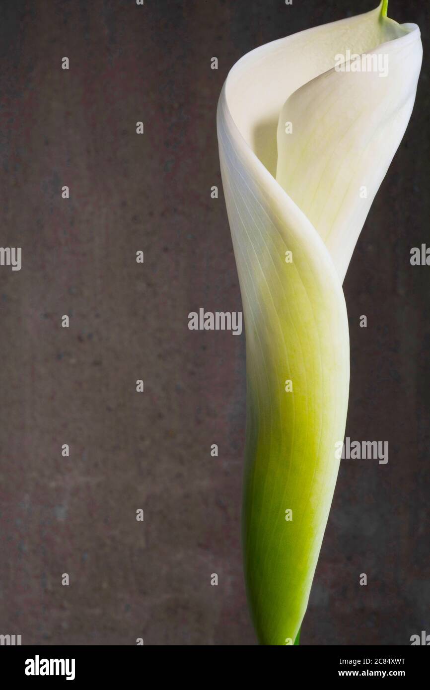 calla bianca lilly su sfondo grunge, primo piano Foto Stock