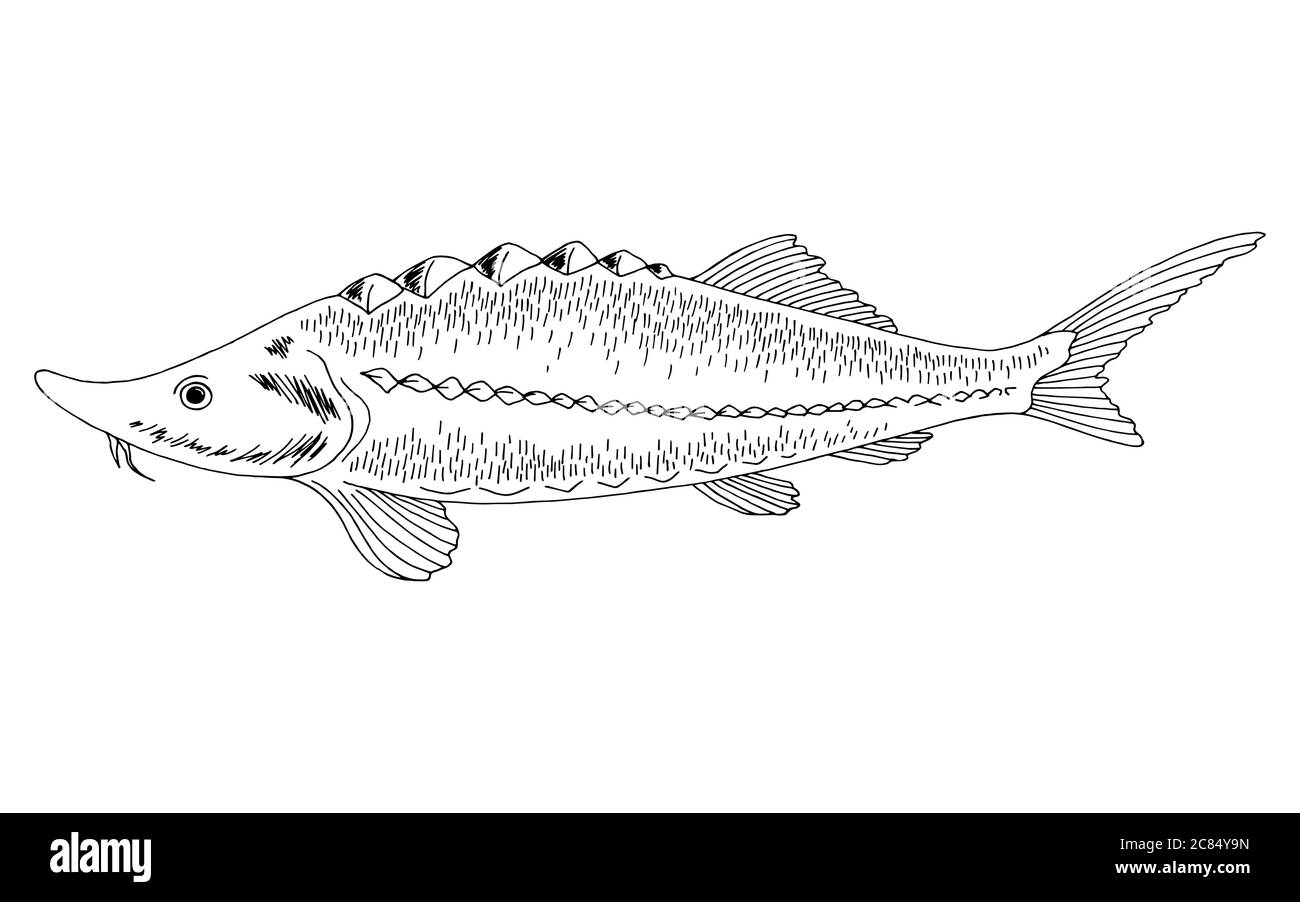 Grafico dei pesci dello storione vettore di illustrazione isolato bianco nero Illustrazione Vettoriale