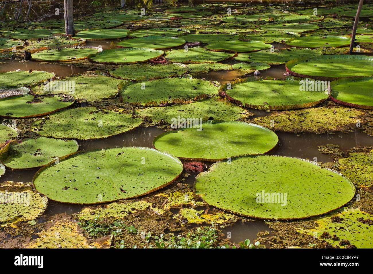 Gigli d'acqua giganti su un lago vicino a Manaus e il fiume Amazzonia, stato di Amazonas, Brasile Foto Stock