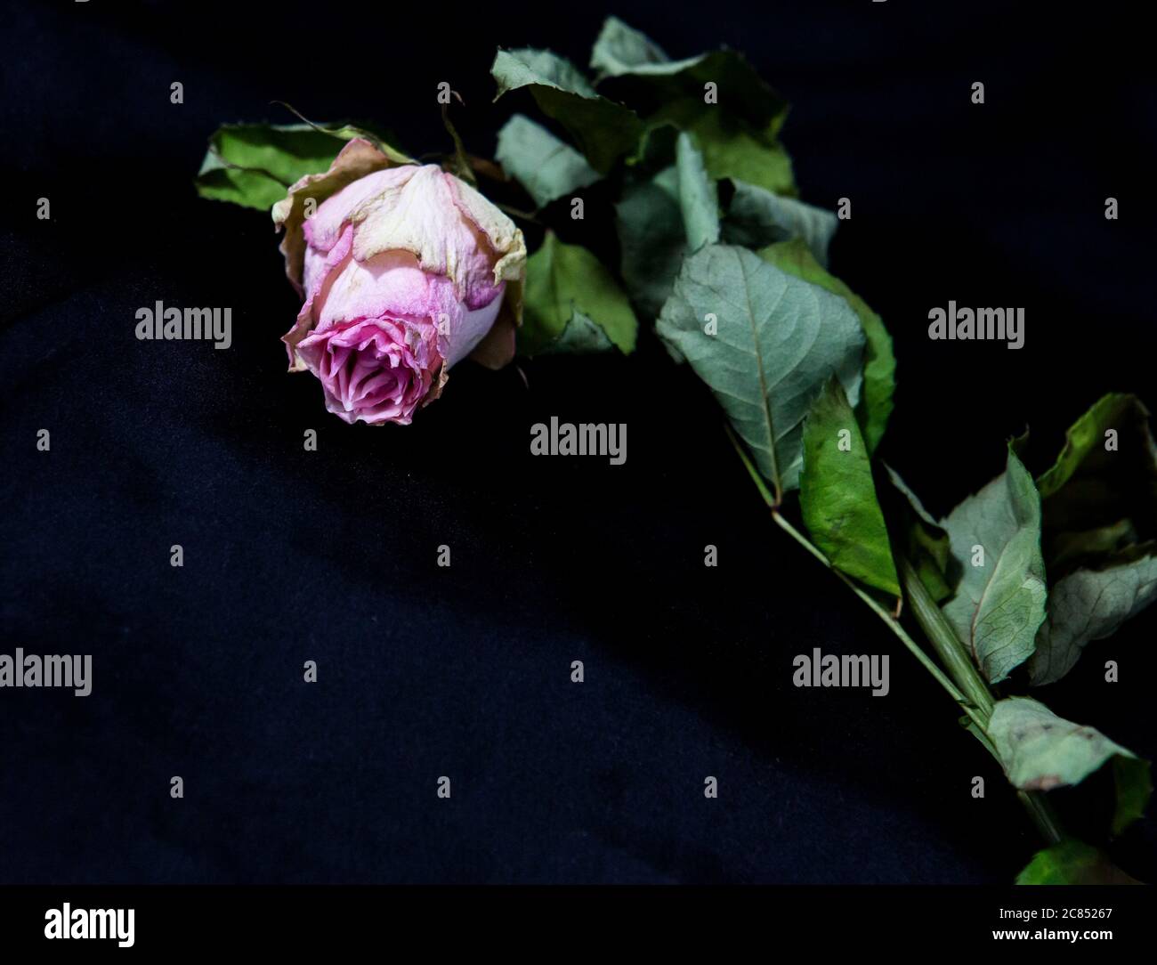 Rose secche su sfondo di seta nera Foto Stock