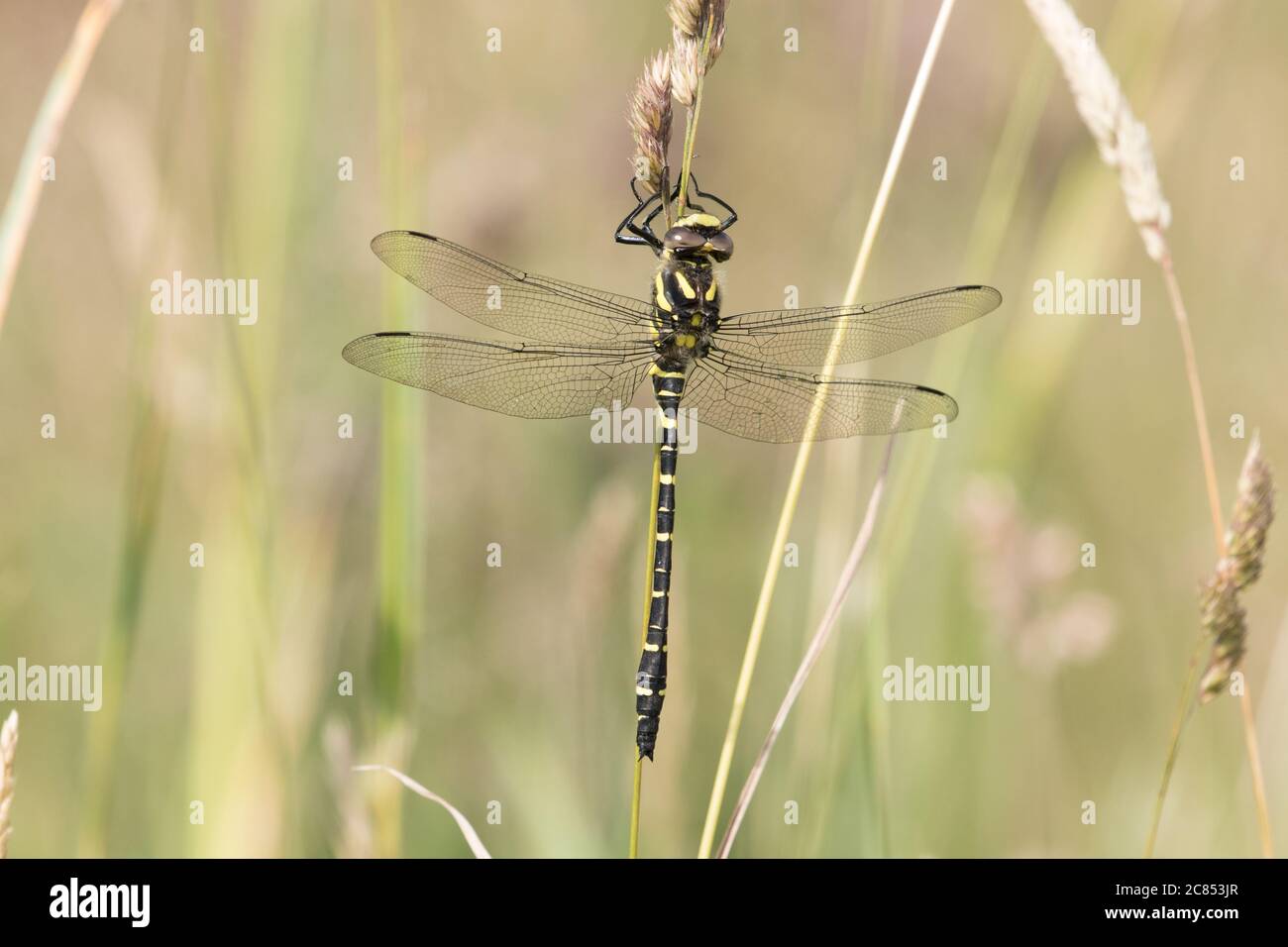 Una libellula con anelli d'oro si riposa vicino agli stagni di Timble Ings, vicino al lago artificiale di Fewston, nello Yorkshire del Nord Foto Stock
