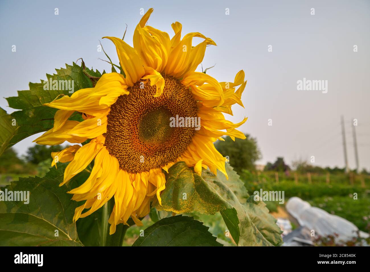 Grande girasole all'alba. Un girasole luminoso in giardino. Foto Stock