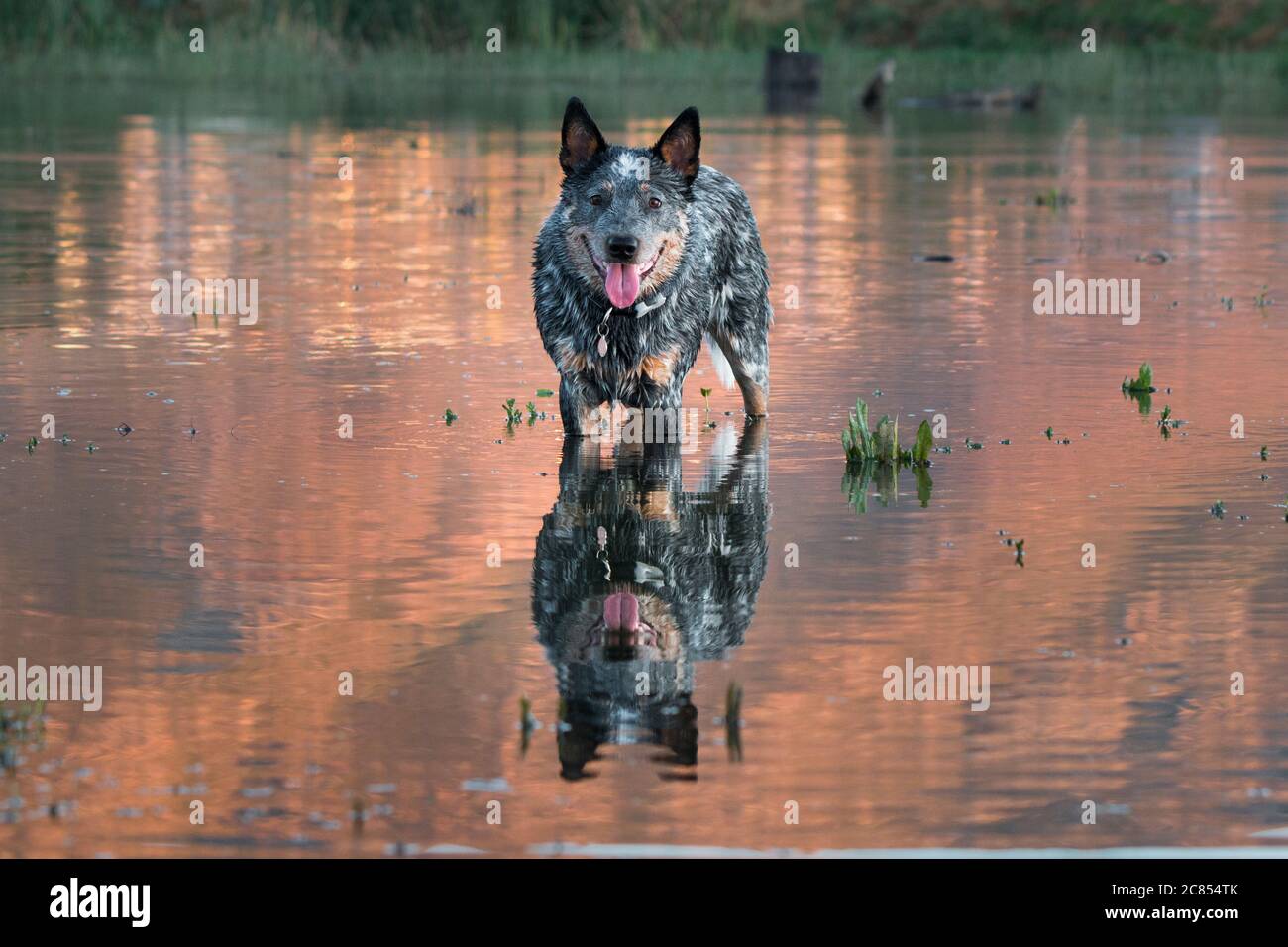 Australian Cattle Dog (guaritore blu) in piedi in acqua al tramonto con riflessione Foto Stock