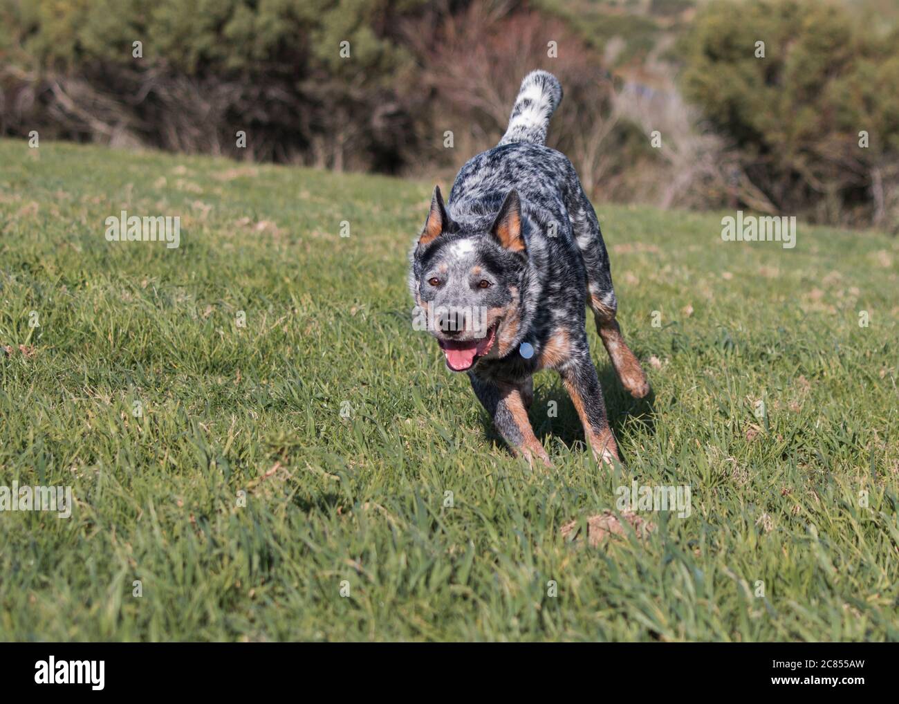 Australian Cattle Dog (allevatore blu) che corre su un'erba verde lussureggiante Foto Stock