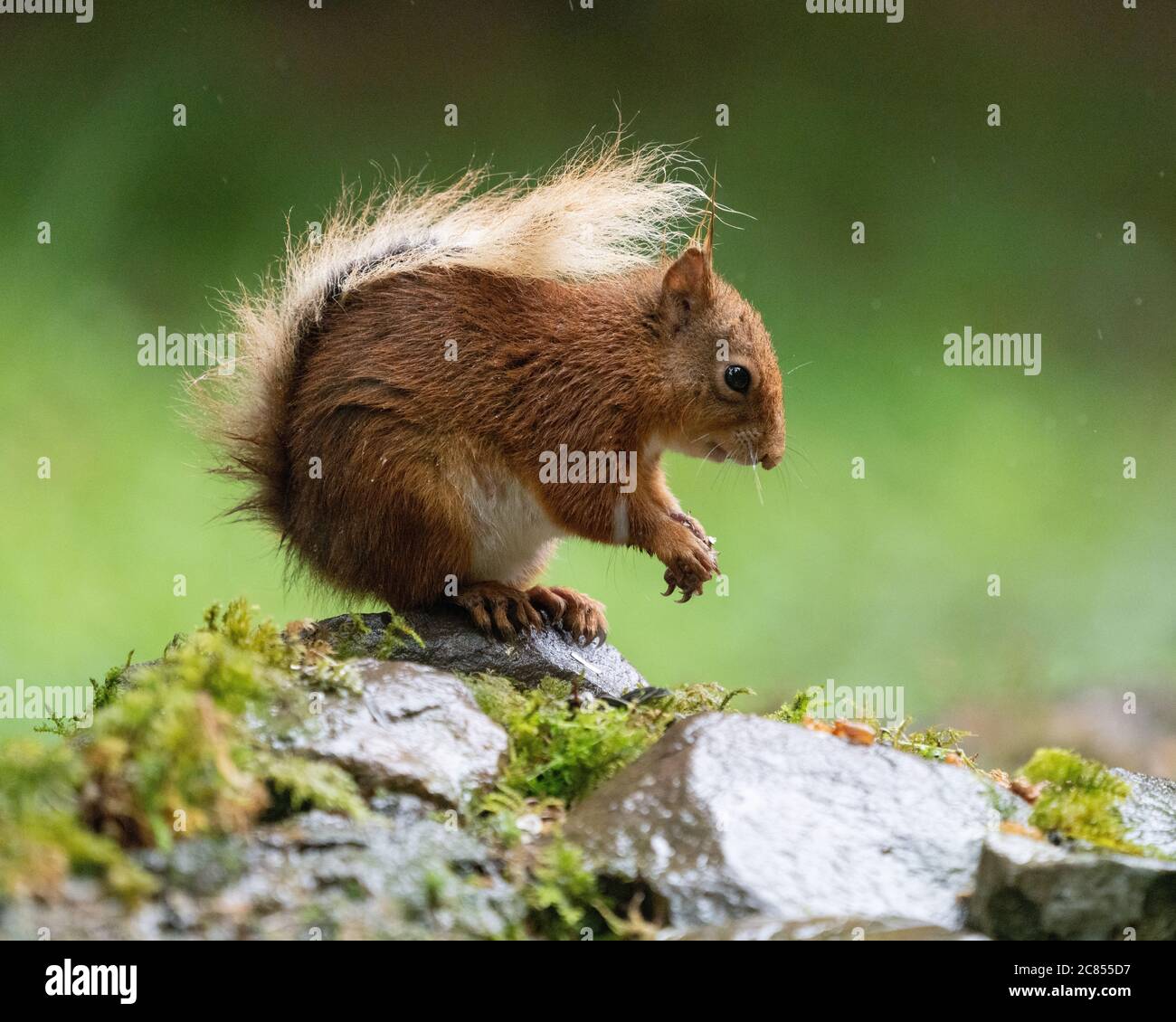 Scoiattolo rosso seduto sulla roccia nel bosco dello Yorkshire del Nord Foto Stock