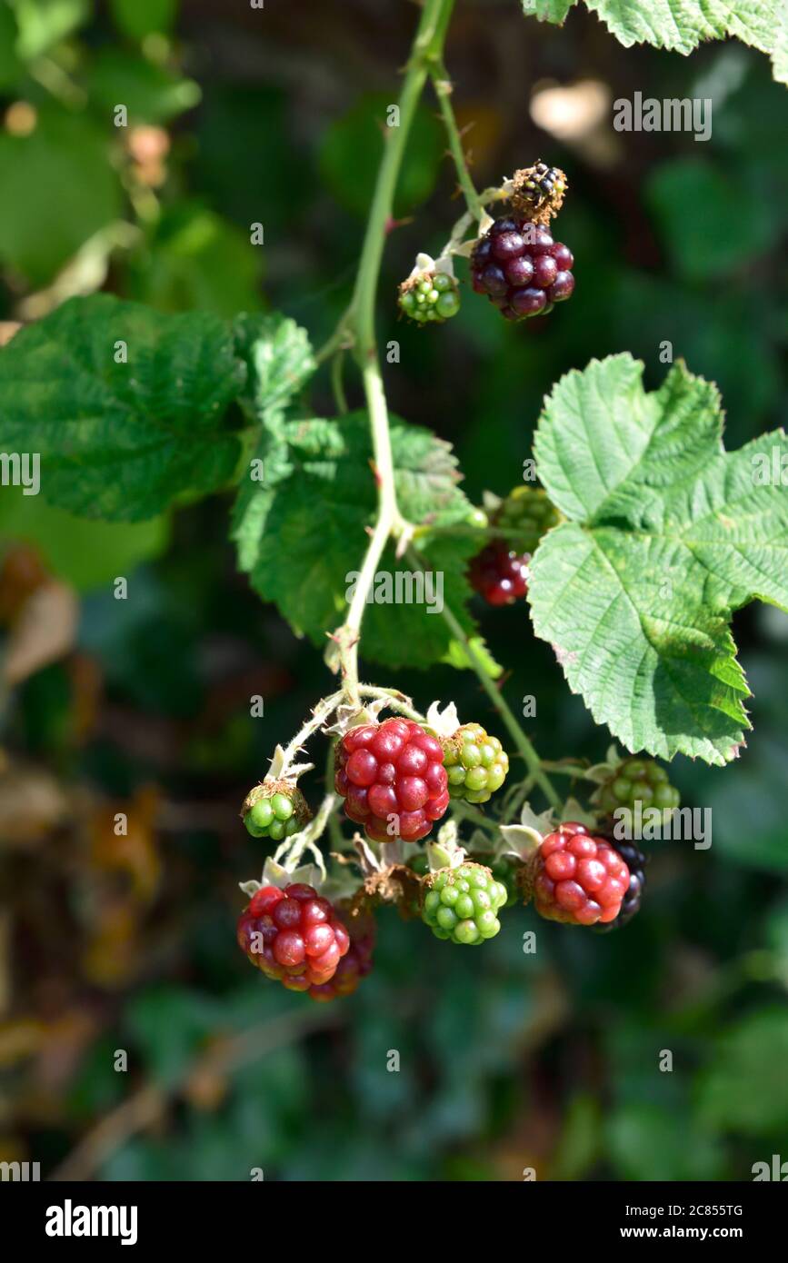 Cespuglio di bramble selvatico (Rubus fruticosus) con la coltivazione di more non mature e appena maturate Foto Stock