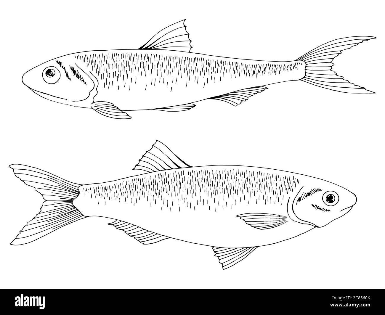 Grafico di pesci di acciuga e spratto vettore di illustrazione isolato bianco nero Illustrazione Vettoriale