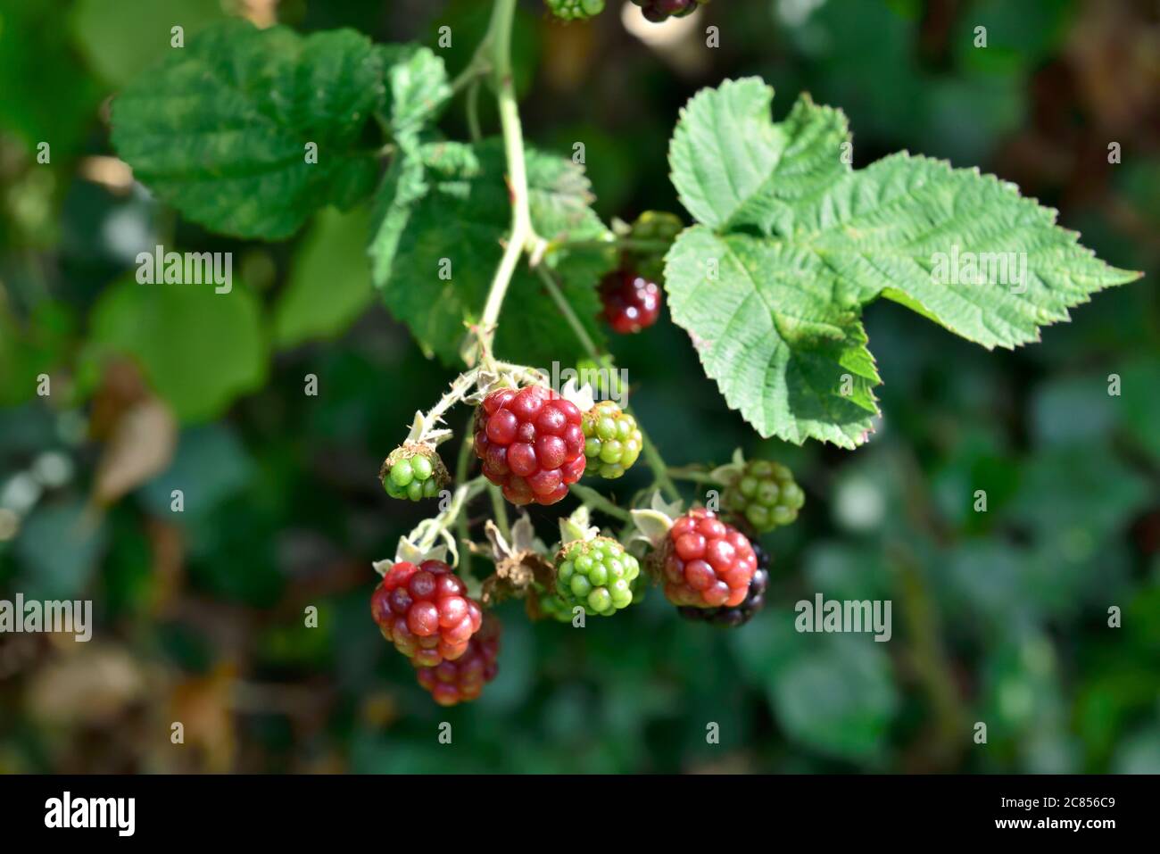 Cespuglio di bramble selvatico (Rubus fruticosus) con la coltivazione di more non mature e appena maturate Foto Stock