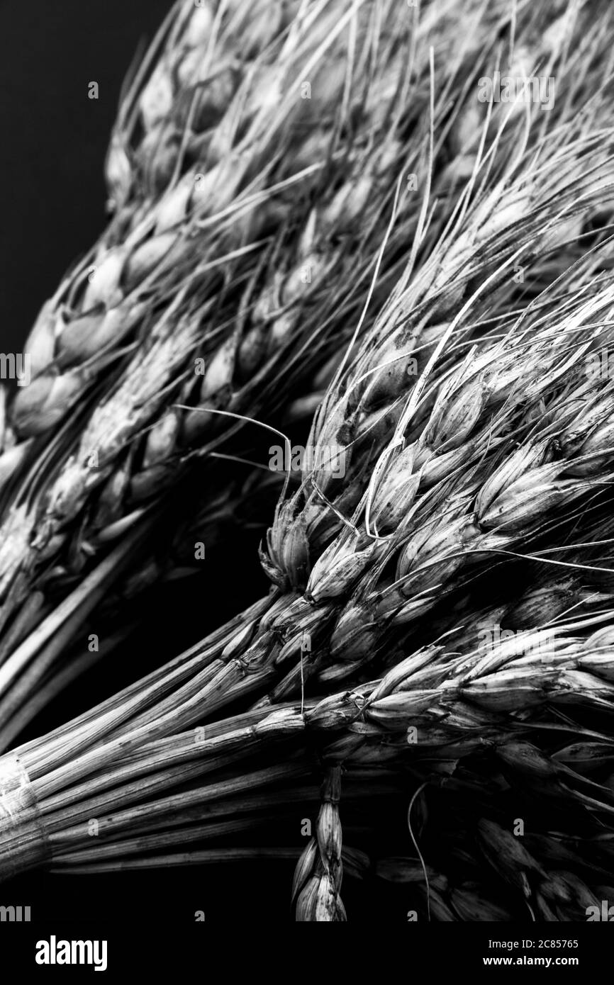 Foto in bianco e nero di gambi di grano Foto Stock