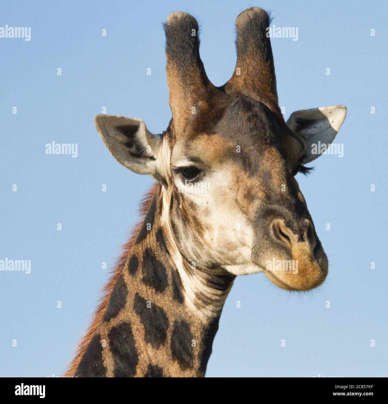 Profilo della testa di closeup della giraffa maschile con sfondo blu nel Parco Nazionale Kruger Sud Africa Foto Stock