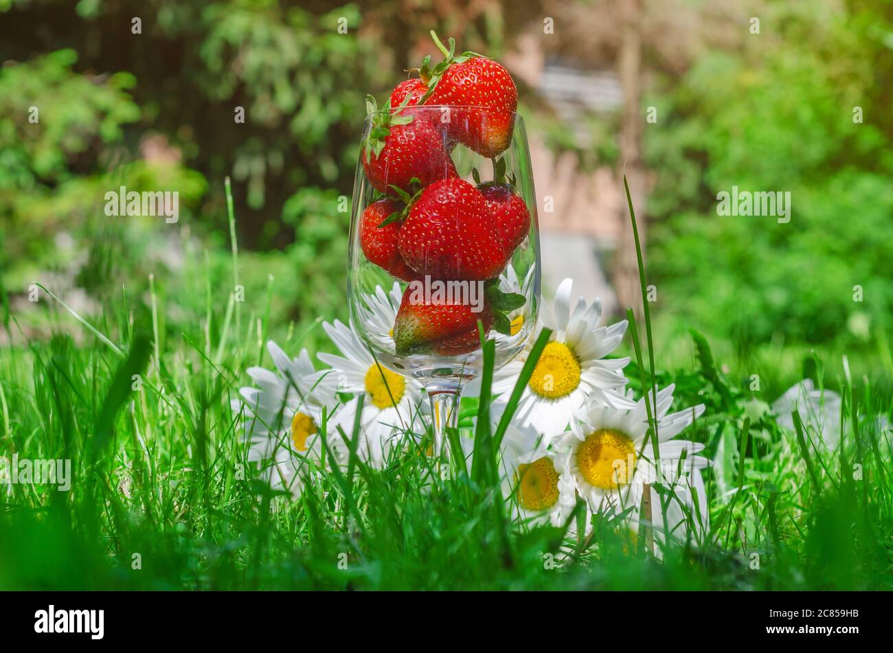 Fragole rosse mature in un bicchiere sull'erba verde, grandi margherite si trovano fianco a fianco. Foto Stock