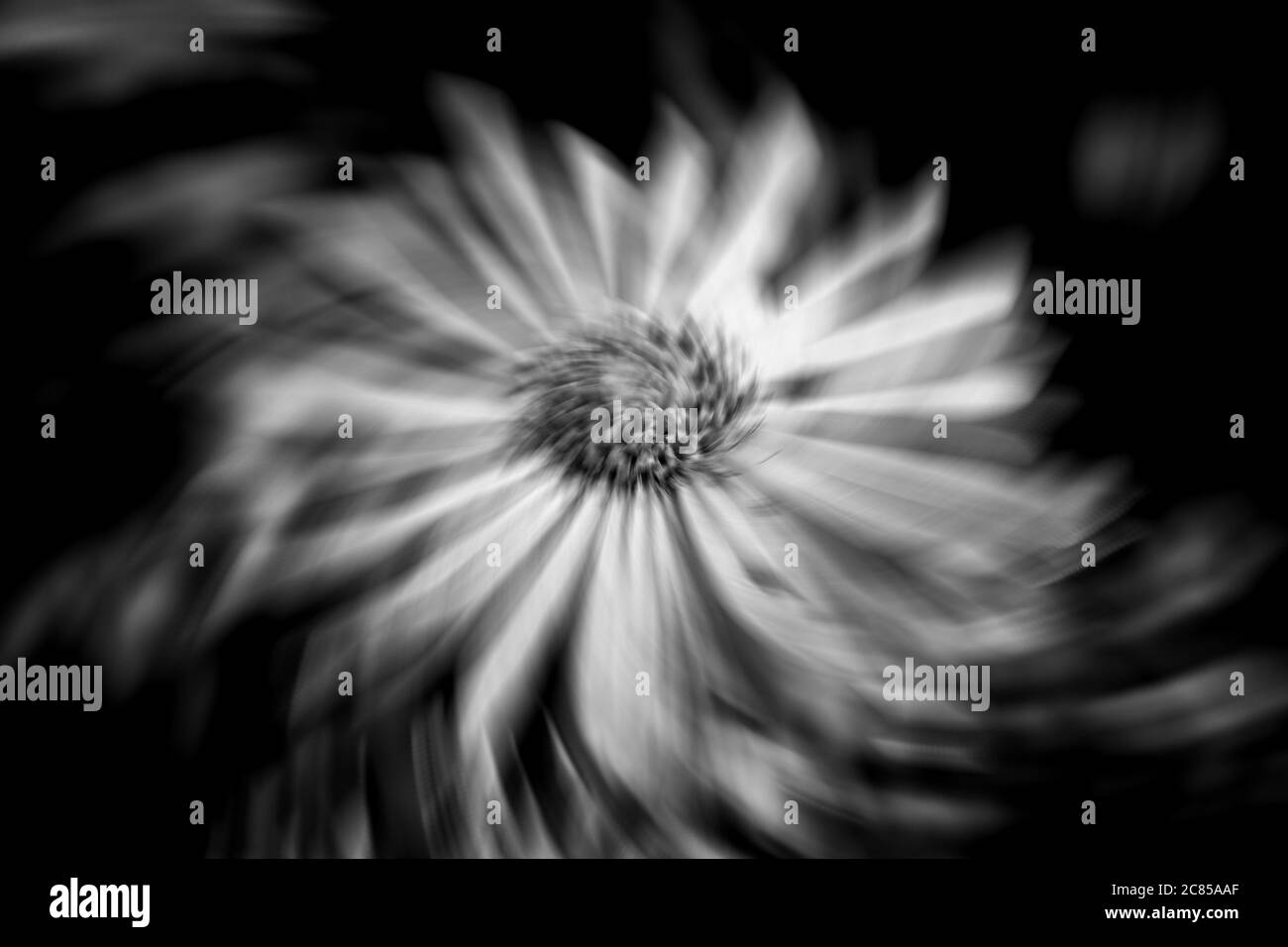 Immagine in bianco e nero di Aster x frikartii, 'Monch' una pianta di fiori da giardino erbacei coltivata comune e perenne, conosciuta anche come Michaelmas Dais Foto Stock