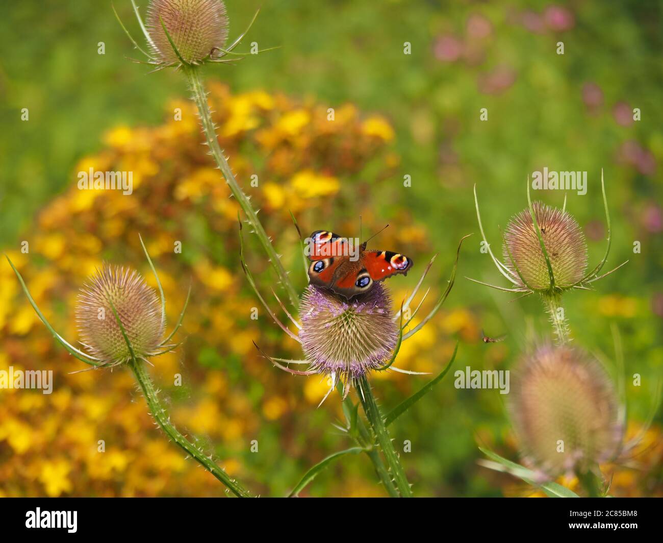 Farfalla di pavone, Aglais io, su un fiore di teasel in una riserva naturale Foto Stock