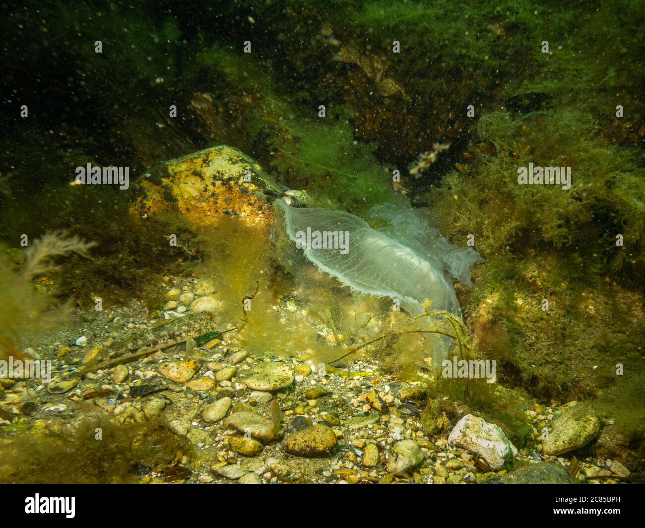 Un medusa appare in un bel mare sottomarino. Acqua verde fredda e alghe gialle. Foto di Oresund, Malmo, nel sud della Svezia. Foto Stock