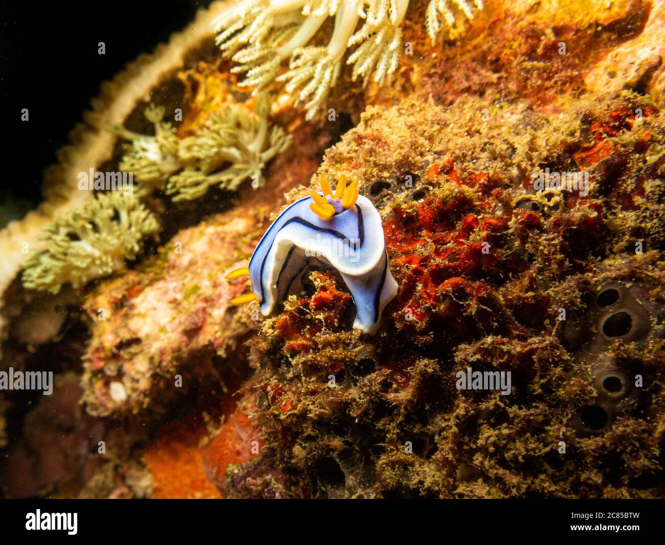 Nudibranch blu e bianco in una splendida barriera corallina tropicale a Puerto Galera nelle Filippine. Queste barriere coralline sono così sane e brulicanti di vita Foto Stock