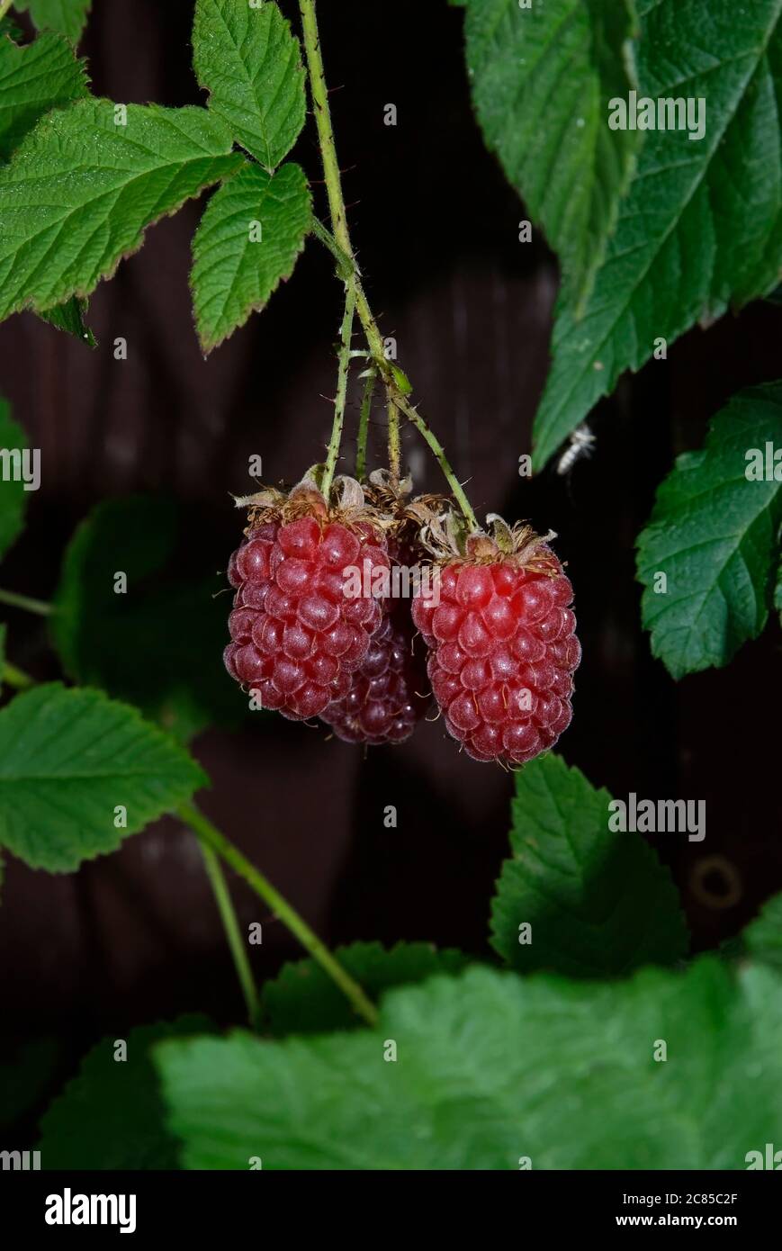 frutta di tayberry fra le foglie - primo piano di frutta su uno sfondo ombreggiato Foto Stock