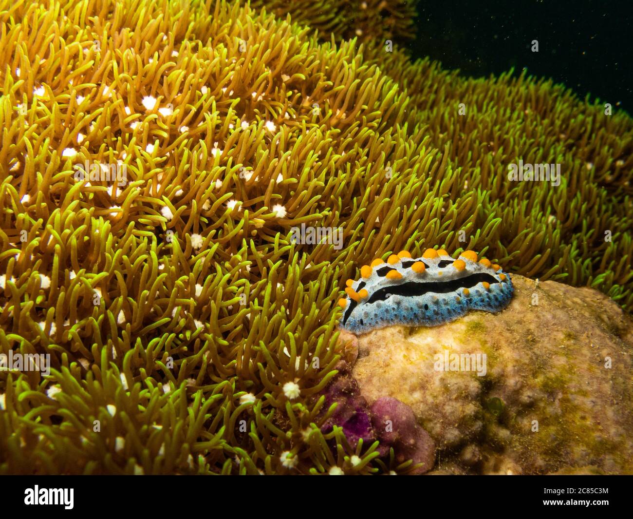 Nudiranch Chromodoris magnifica in una barriera corallina tropicale di Puerto Galera nelle Filippine. Queste barriere coralline sono così sane e brulicanti di vita Foto Stock