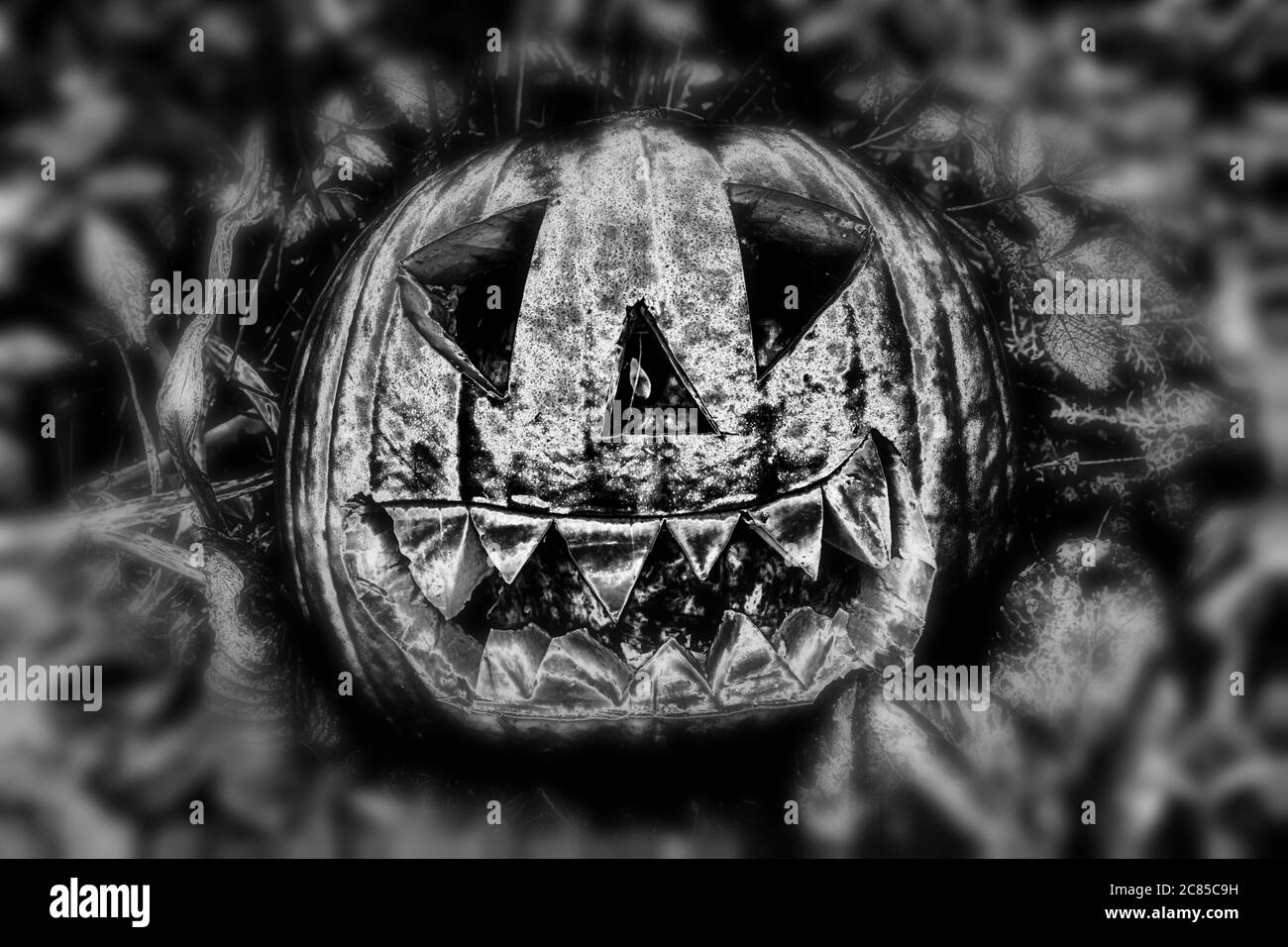 Nero e bianco di zucca di Halloween illuminato nero e nero lucido Jack o' Lantern Foto Stock