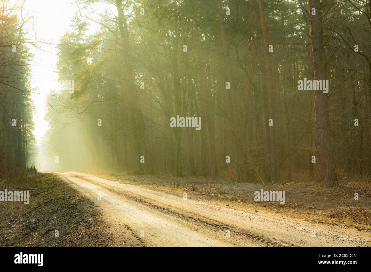 Una strada sterrata attraverso una foresta foggosa illuminata dalla luce del sole, vista soleggiata autunno Foto Stock