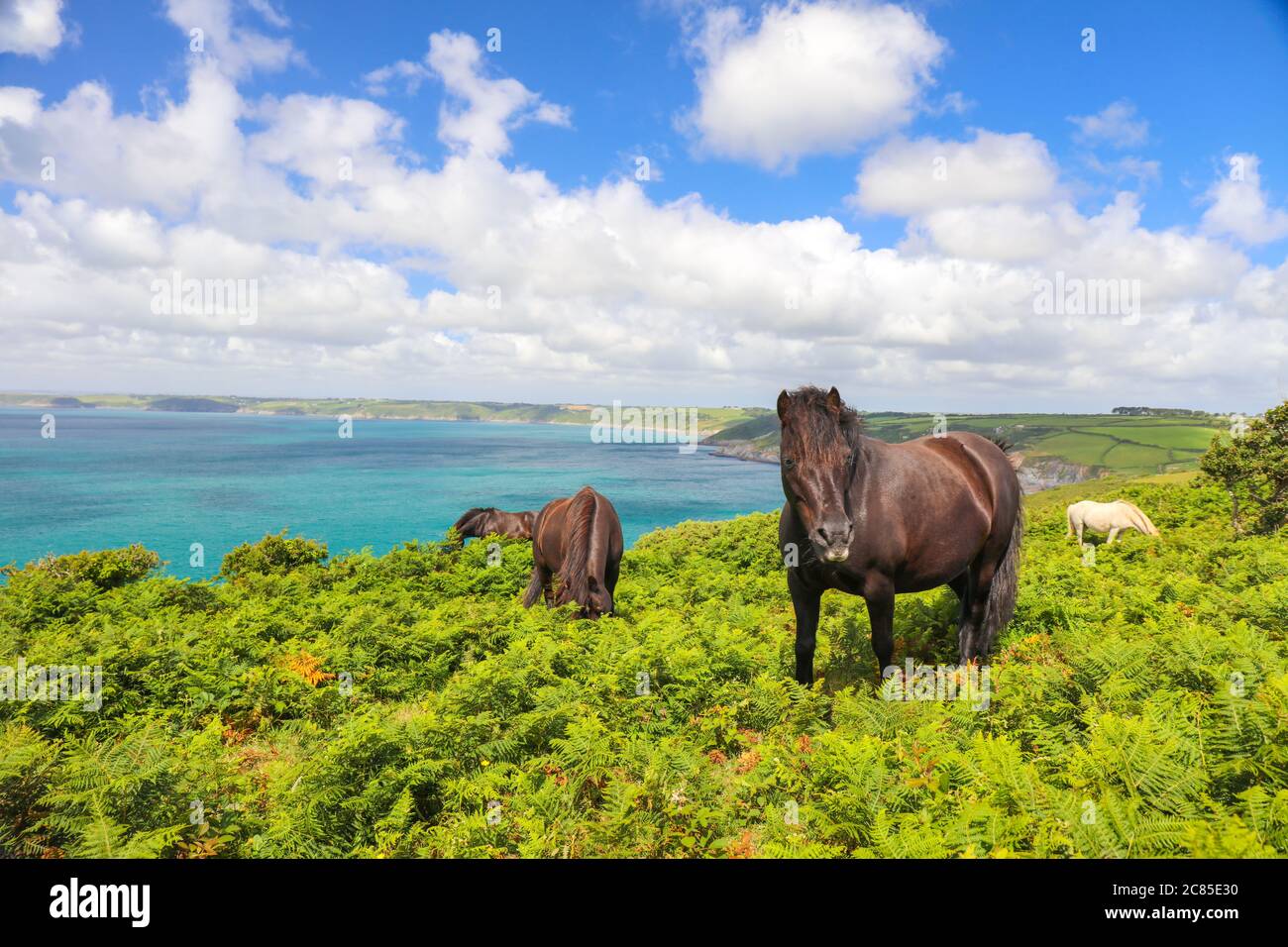 Cavalli domestici che mangiano piante di felce al punto di Dodman fra Gorran Haven e Boswinger nella Cornovaglia del Sud, Inghilterra, Regno Unito Foto Stock