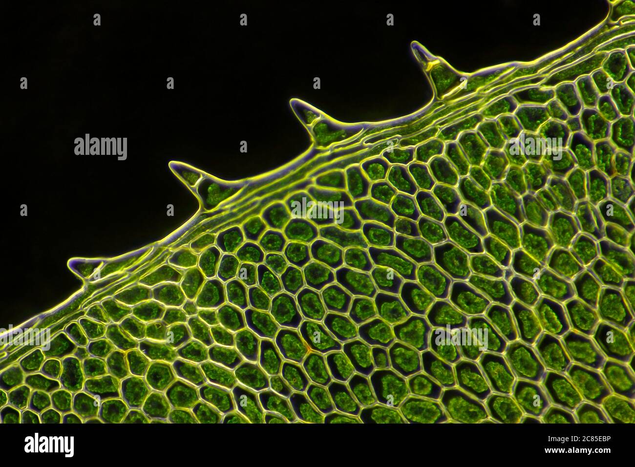 Vista microscopica della foglia di muschio (affina di Plagiomnium). Illuminazione a campo scuro. Foto Stock