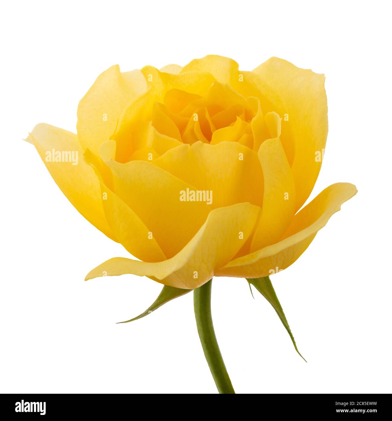 Rosa gialla fiore isolato su sfondo bianco Foto Stock