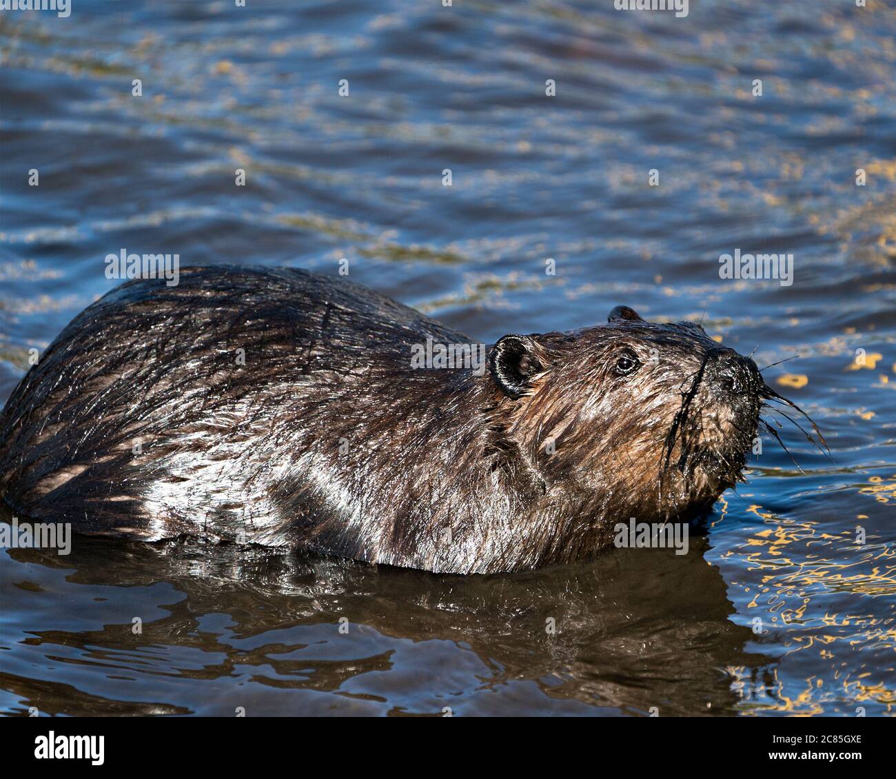 Vista ravvicinata del profilo Beaver in acqua con il suo cappotto di pelliccia marrone, il naso, l'occhio, le orecchie, guardando a destra, nel suo habitat e ambiente. Foto Stock